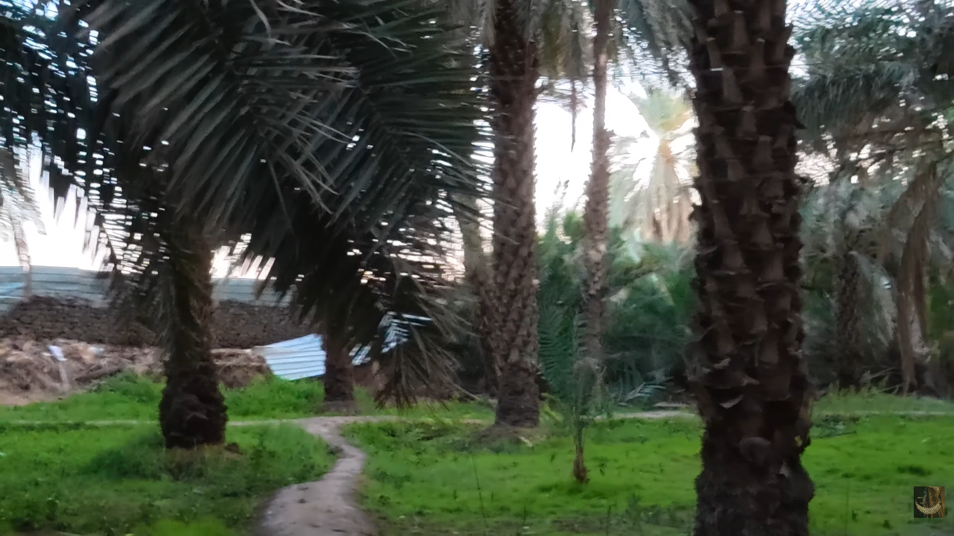 Palmeraie de Salman Al-Farsi — Médine · Visite Arabie